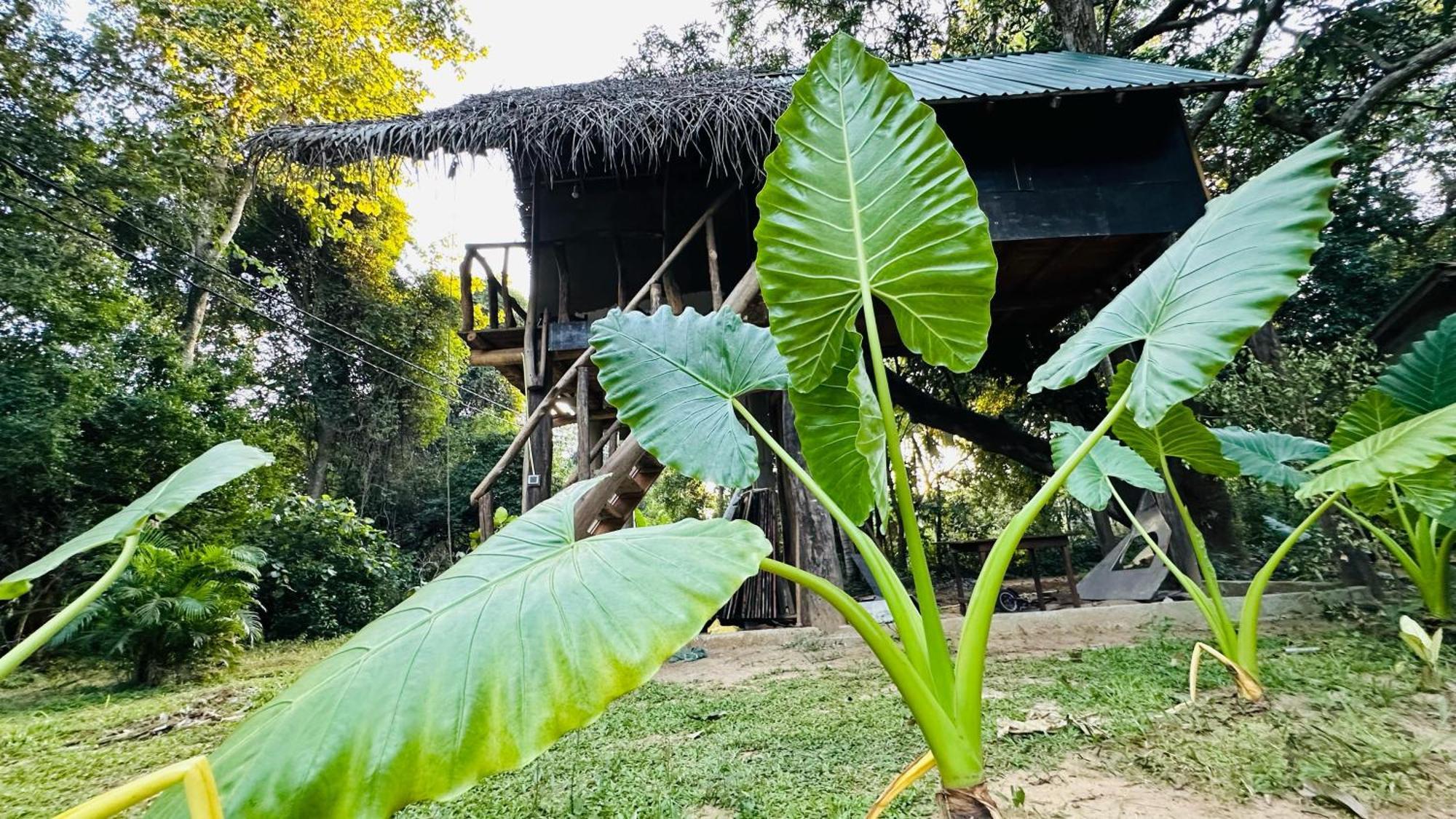 Sigiri Veenus Paradise Sigirija Zewnętrze zdjęcie